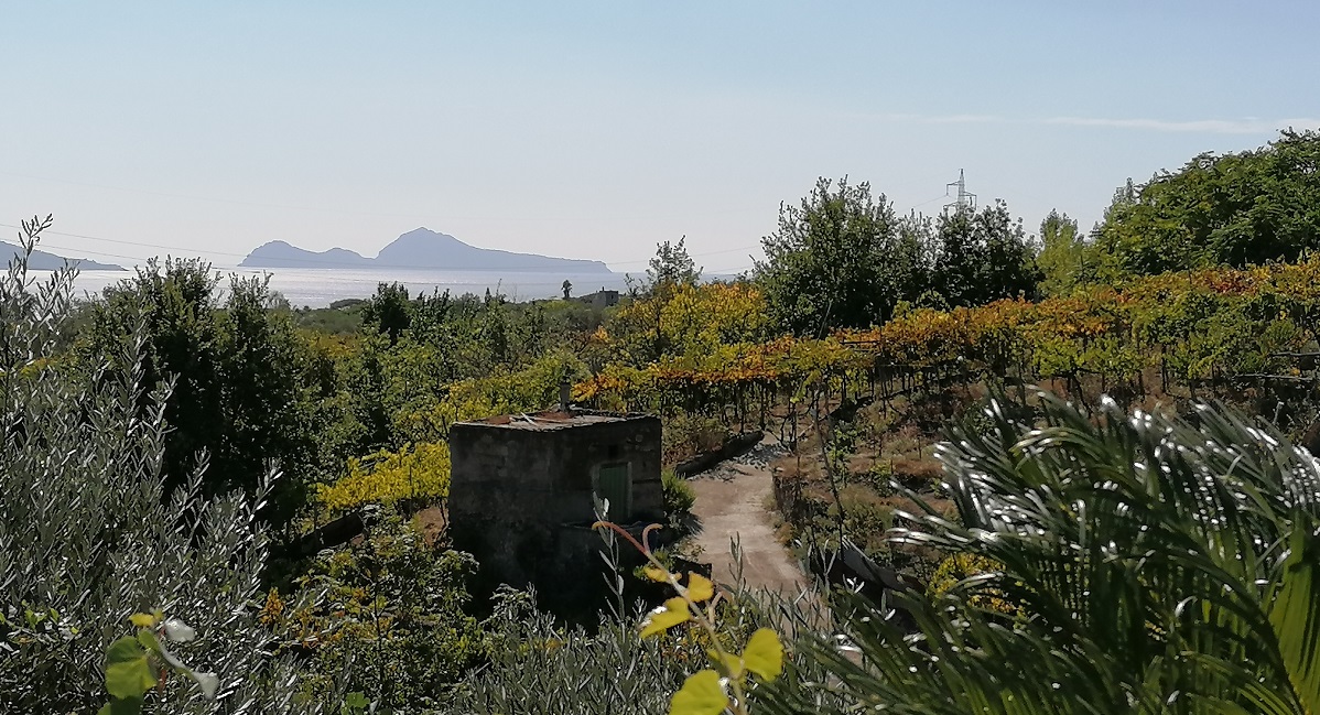 Pompeii Tour with Vesuvius Wine Tasting from Positano